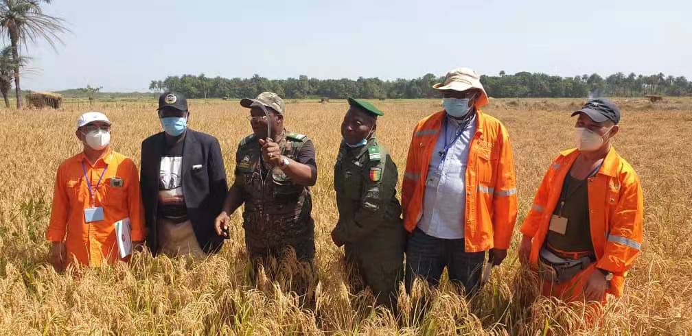 Les communautés de Boké accueillent les premières récoltes du «riz SMB»