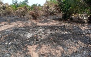Bawa (Dubréka) : une plantation de 4 hectares part en fumée