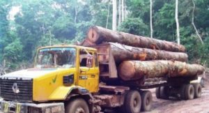 Environnement-Trafic de bois: plusieurs cadres révoqués de leurs fonctions pour "faute lourde" (Décret)