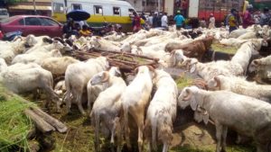 Conakry: le prix du bétail grimpe à l'approche de la fête de Tabaski
