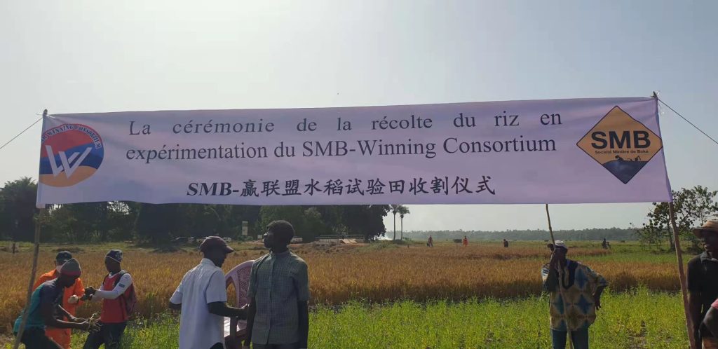 Les communautés de Boké accueillent les premières récoltes du «riz SMB»