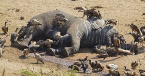 Commerce illégal des espèces protégées : les éléphants, risque croissant d’extinction