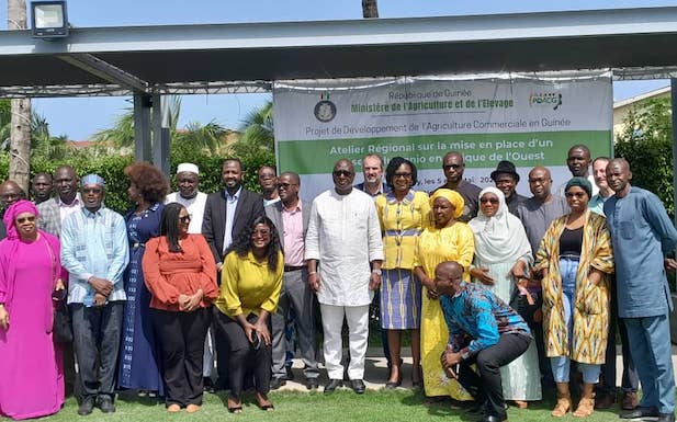 Conakry accueille un atelier régional pour la création du Réseau du Fonio en Afrique de l'Ouest