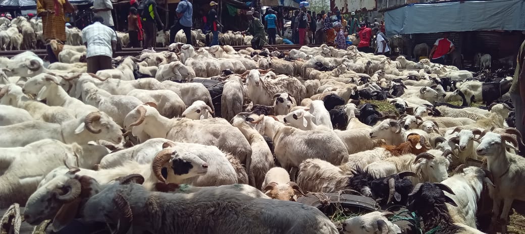 Vente de bétail à l’approche de la Tabaski : Les vendeurs de Yembeya lancent un appel aux fidèles musulmans 